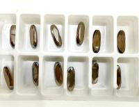 Vintage Swarovski 4161 Long Classical Oval 21x7mm Light Colorado Topaz Satin unfoiled (2 Pieces) gemstones, jewlery making, color zirconium